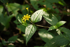 Wedelia urticifolia